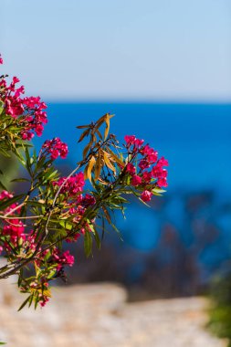 deniz ve bush ile çiçek bitkiler üzerinde ön plan 