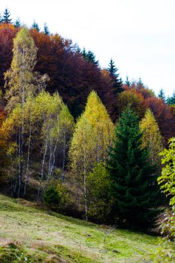 Renkli ağaçlar ile sonbahar orman