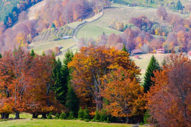 sonbahar sezonu, renkli ağaçlar ile sonbahar doğa 