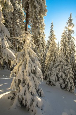 kar kış orman çam ağaçları ile kaplı