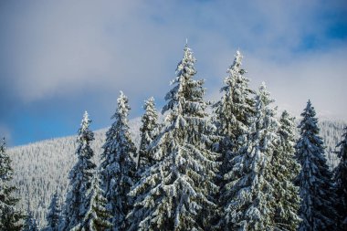 kar kış orman çam ağaçları ile kaplı