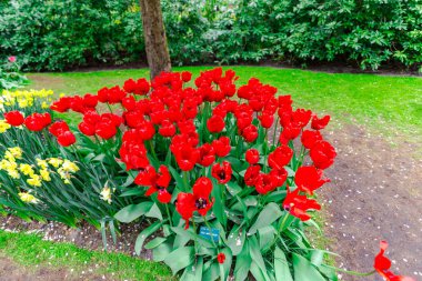 Çiçek yatağında büyüyen taze laleler