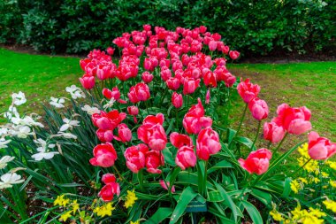 Çiçek yatağında büyüyen taze laleler