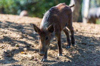 Yabani domuz yavrusu ormanda otlatma
