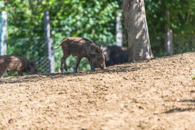 Ormanda birlikte otlayan küçük domuzcuklar