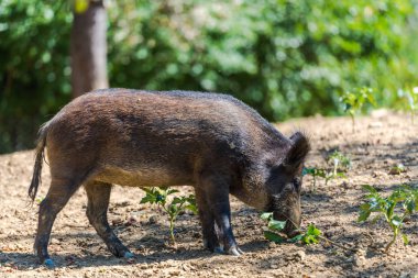Doğal yaşam alanında yabani domuz otluyor..