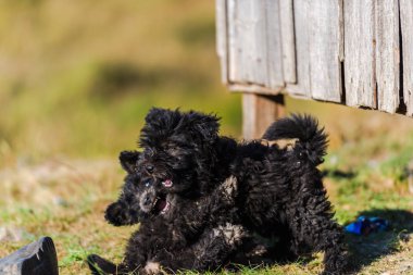 Açık havada oynayan sevimli kabarık yavru portre
