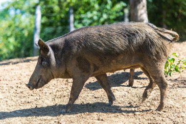 Doğal yaşam alanında yabani domuz otluyor..
