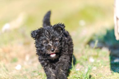 Sevimli siyah Kabarık köpek yavrusu açık oynuyor