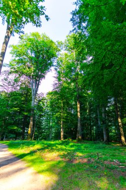 Taze bahar yeşil ağaçlar ile Park