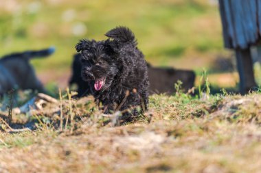 Sevimli siyah Kabarık köpek yavrusu açık oynuyor
