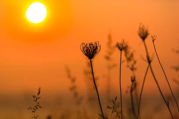 Cielo Anaranjado Atardecer Con Sol Plantas Florales Primer Plano — Foto de Stock