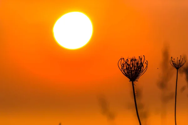 Оранжевый Закат Небо Солнцем Цветочные Растения Переднем Плане — стоковое фото