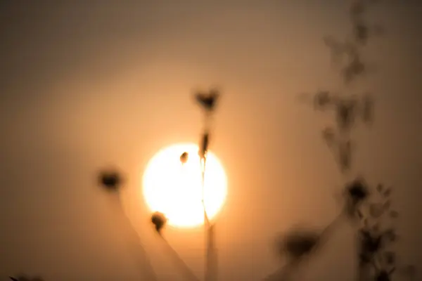 Cielo Anaranjado Atardecer Con Sol Plantas Florales Primer Plano —  Fotos de Stock