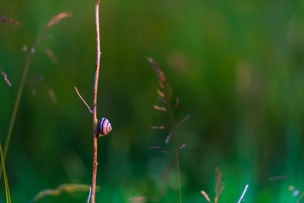 Gros Plan Petit Escargot Sur Branche Buisson — Photo