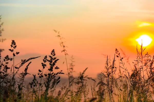 turuncu günbatımı gökyüzü güneş ve ön plan üzerinde çiçek bitkiler ile 