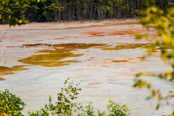 Plantas Agua Contaminada Tóxica Del Lago — Foto de Stock