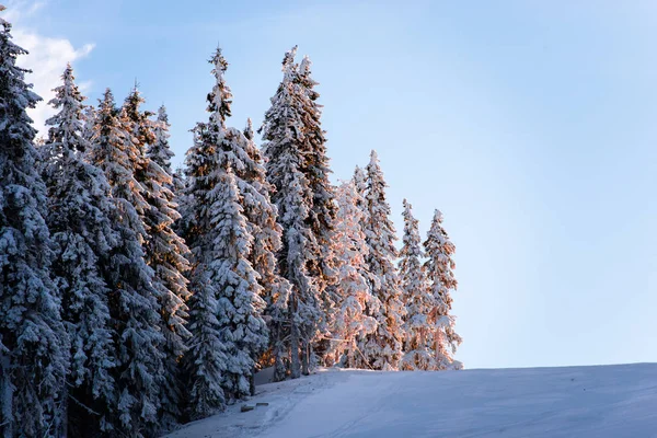Winterwald Mit Schneebedeckten Bäumen Und Sonnenuntergang — Stockfoto