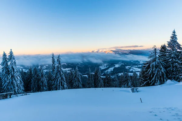 Abetos Cobertos Neve Montanhas Inverno Céu Por Sol — Fotografia de Stock