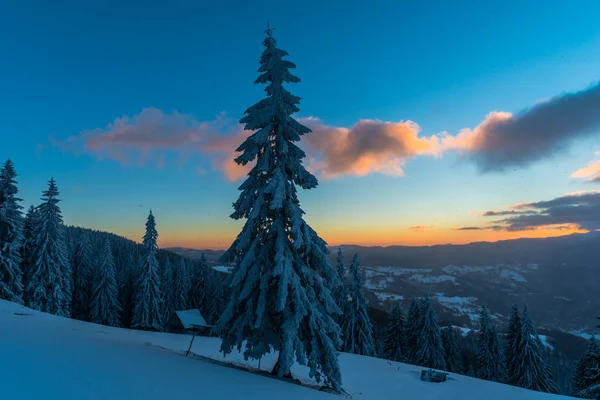 Abetos Cubiertos Nieve Las Montañas Invierno Cielo Puesta Sol —  Fotos de Stock