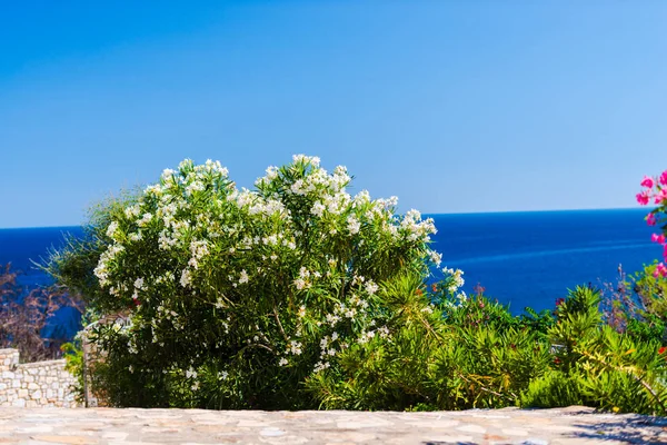 Meer Und Strauch Mit Blumen Pflanzen Vordergrund — Stockfoto