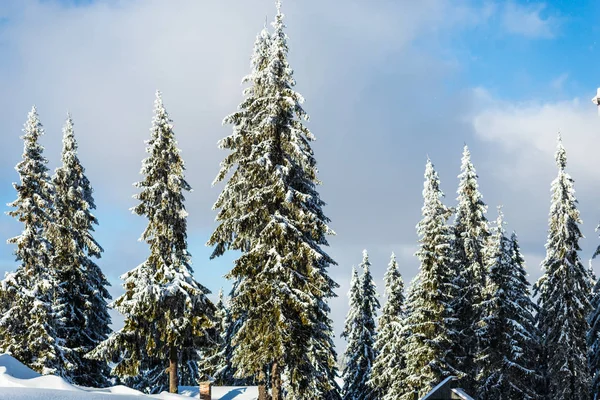 Winter Forest Snow Covered Trees — Stock Photo, Image