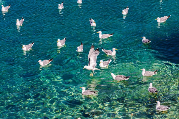 Gaviotas Aguas Claras Temporada Verano — Foto de Stock