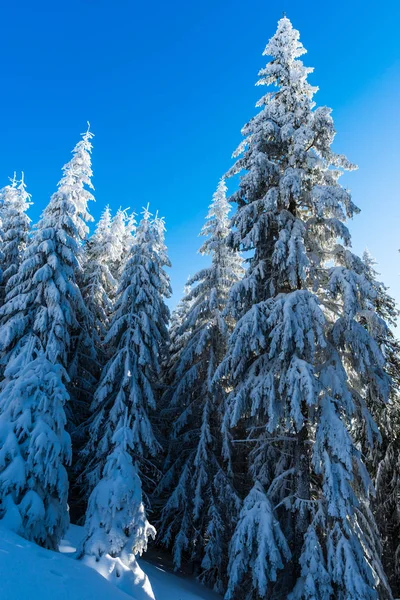 Bosque Invierno Cubierto Nieve Con Pinos — Foto de Stock