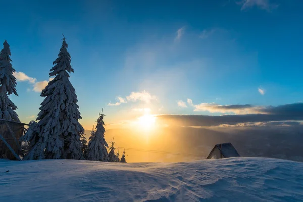 Sneeuw Overdekte Winter Bos Met Pijnbomen Avondrood — Stockfoto