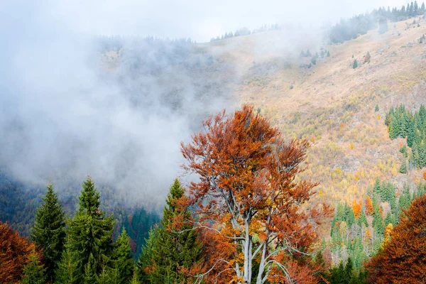 Colorido Otoño Bosque Salvaje Con Árboles — Foto de Stock