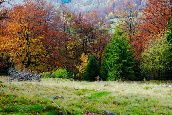 Podzimní Krajina Barevné Stromy Podzim — Stock fotografie