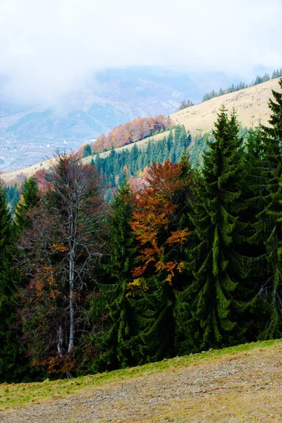 Tepelerde Sonbahar Renkli Ağaçlar — Stok fotoğraf