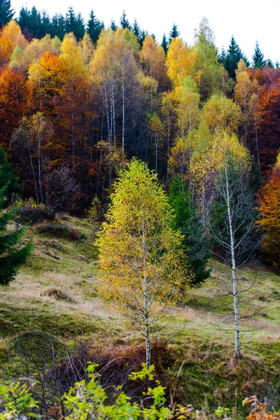 Floresta Outonal Com Árvores Coloridas — Fotografia de Stock