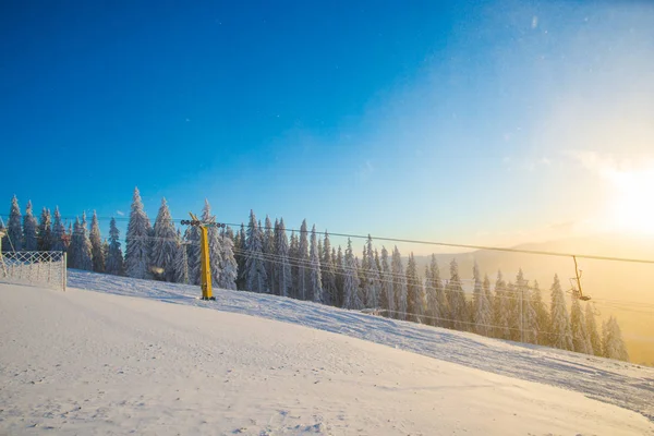 Schneebedeckter Winterwald Mit Kiefern — Stockfoto
