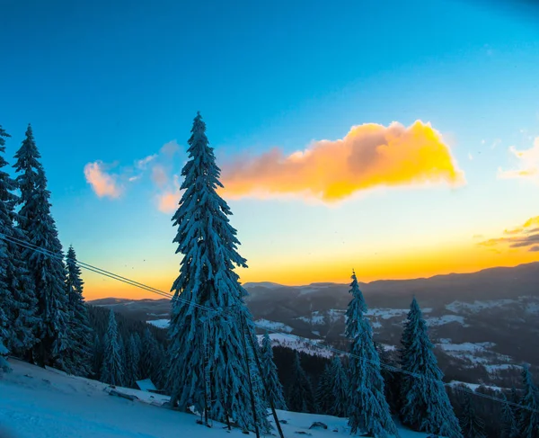 Neve Coberto Floresta Inverno Com Pinheiros Céu Por Sol — Fotografia de Stock