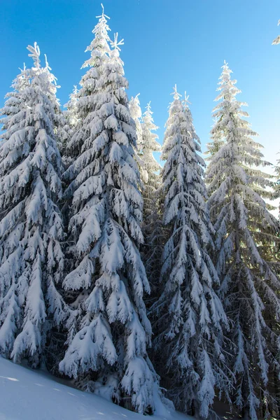 Bosque Invierno Cubierto Nieve Con Pinos — Foto de Stock