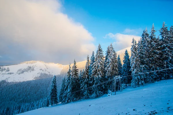 Bosque Invierno Cubierto Nieve Con Pinos — Foto de Stock
