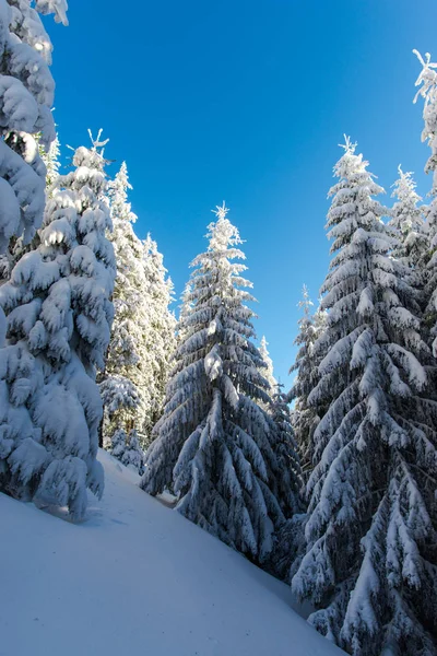 Bosque Invierno Cubierto Nieve Con Pinos — Foto de Stock