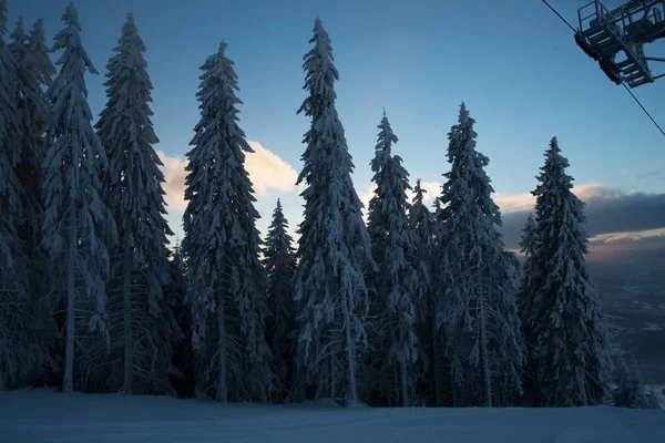 Schneebedeckter Winterwald Mit Kiefern — Stockfoto