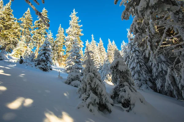Neve Coberto Floresta Inverno Com Pinheiros — Fotografia de Stock