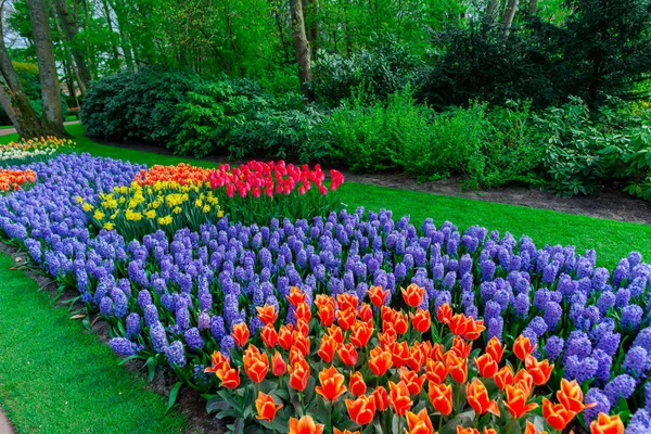 Colorful Wiosna Kwiaty Tulipany Parku — Zdjęcie stockowe