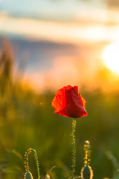 前景色と夕日の背景に赤いケシの花 — ストック写真