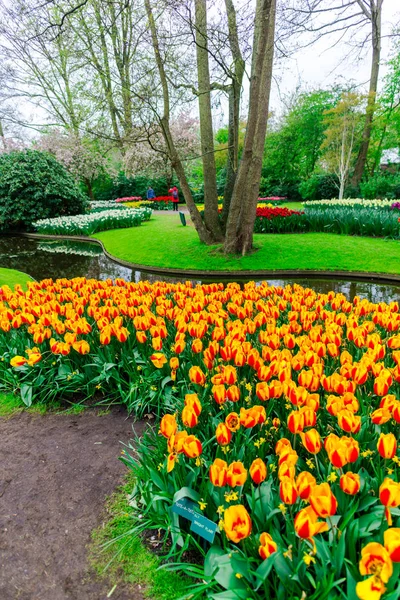 Crescente Primavera Tulipas Flores Parque Com Árvores Rio — Fotografia de Stock