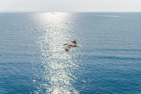 Белая Чайка Летит Над Морем — стоковое фото