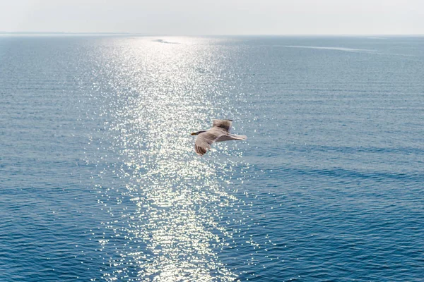 Vit Mås Flyger Över Havet — Stockfoto