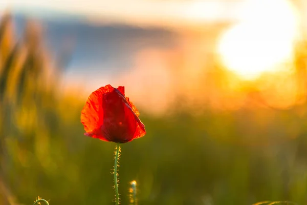 Piros Pipacs Virág Előtér Naplemente — Stock Fotó