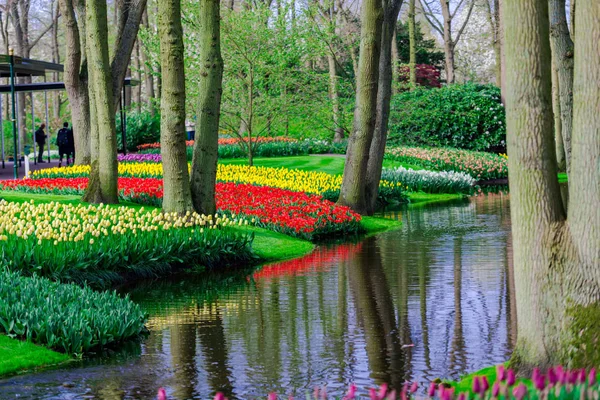 Garden Trees Blooming Flowers Netherlands — Stock Photo, Image