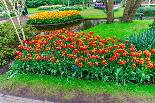 Garten Mit Bäumen Und Blühenden Blumen Niederlande — Stockfoto