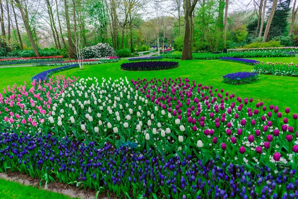 Garden Trees Blooming Flowers Netherlands — Stock Photo, Image