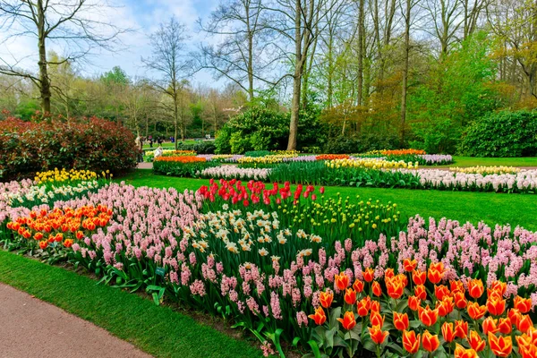 Jardim Com Árvores Flores Flor Países Baixos — Fotografia de Stock